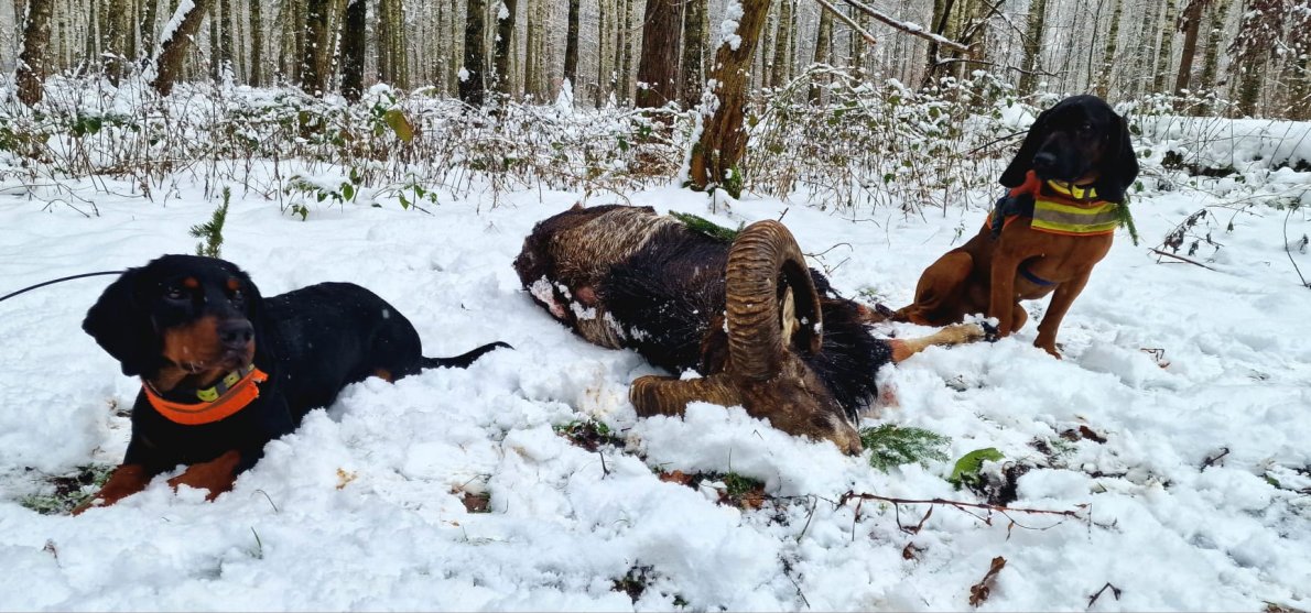 Laufschuss 11.23.jpg