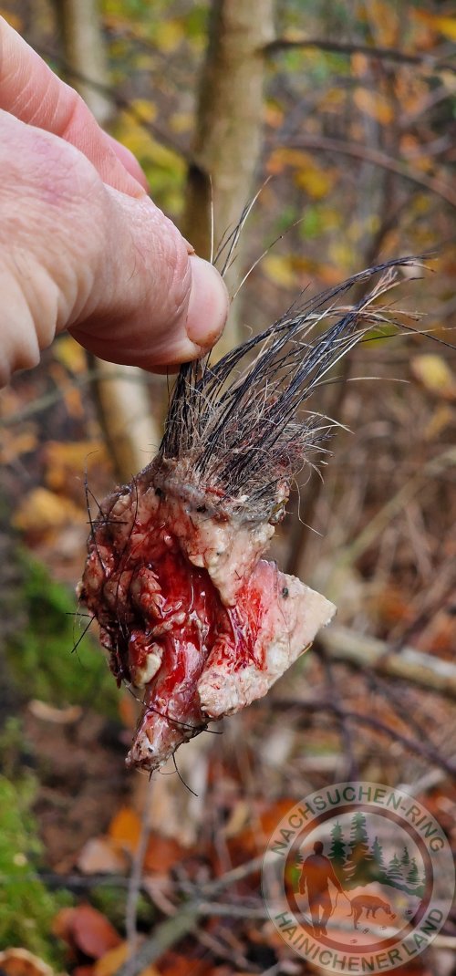 Unterkiefer mit Schwarte.jpg