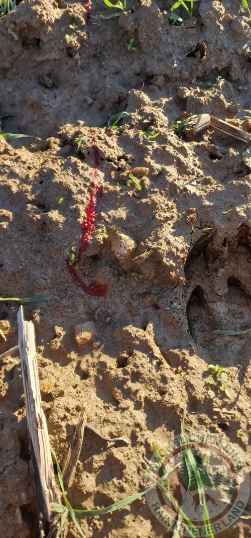 Fährtenverlauf Gebrech.jpg