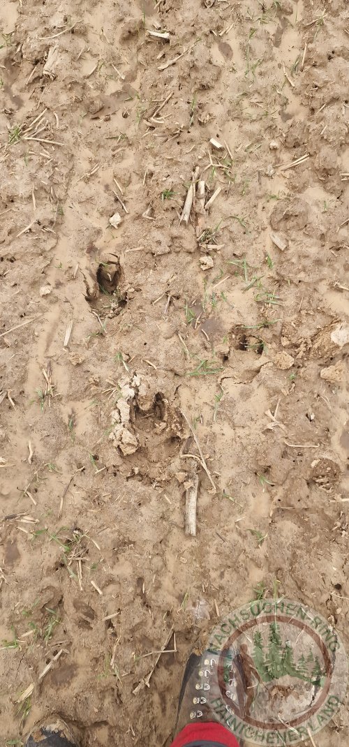 Fährtenverlauf Laufschuss.jpg