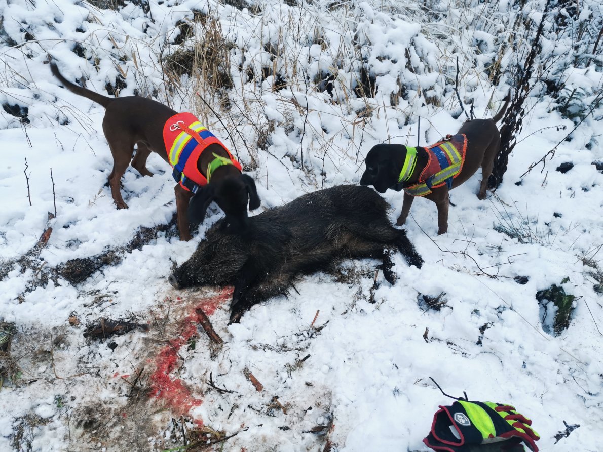 Hinterlaufschuss 12.jpg