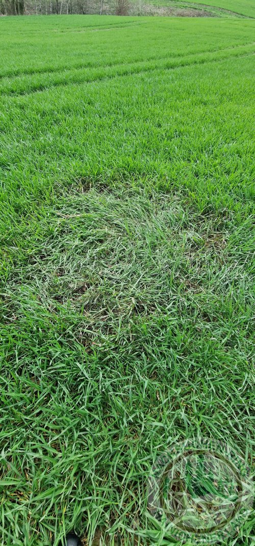 Anschuss Krellschuss.jpg