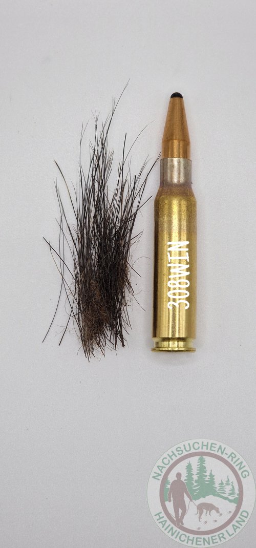 Schnitthaar Hinterlauf.jpg