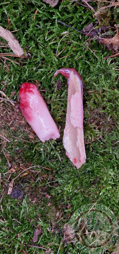 Röhrenknochen mit Knochenmark.jpg