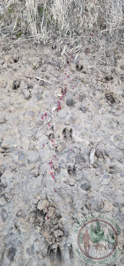 Fährtenverlauf Gebrech...jpg