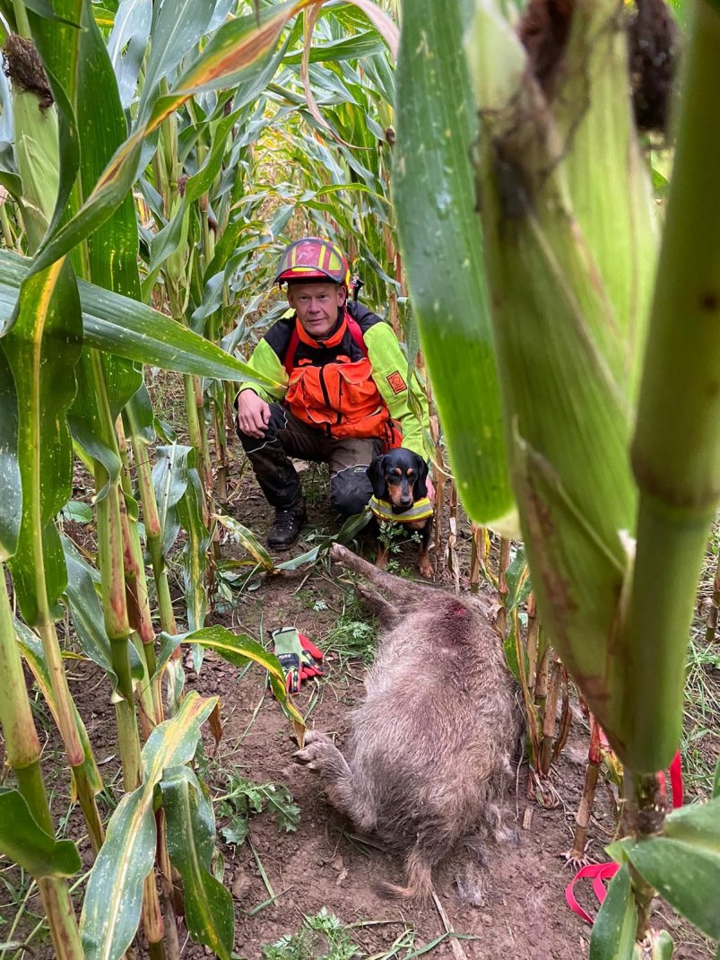 Blatt/Waidwund 2.jpg